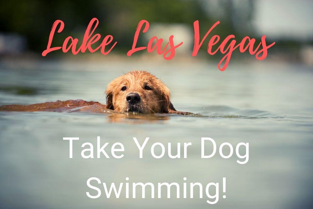 'Video thumbnail for Take Your Dog Swimming at Lake Las Vegas!'
