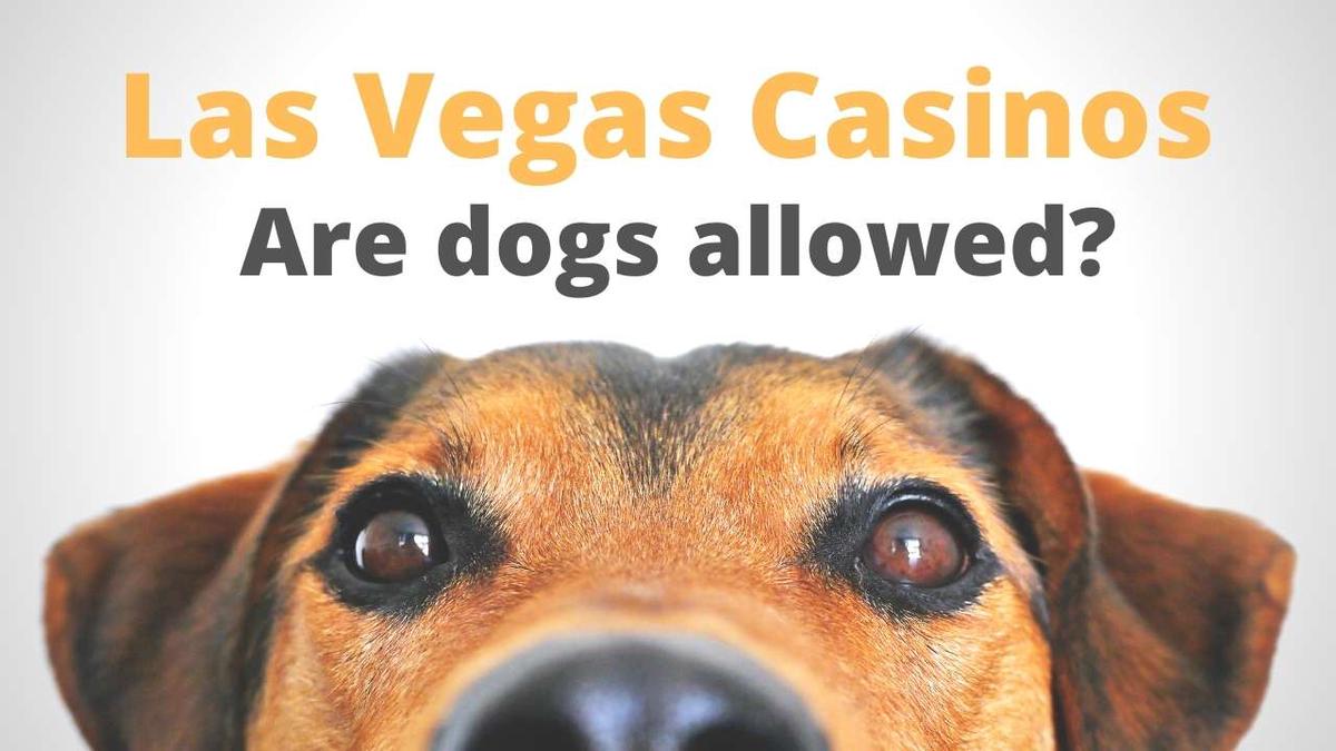 'Video thumbnail for Are Dogs Allowed in Las Vegas Casinos?'