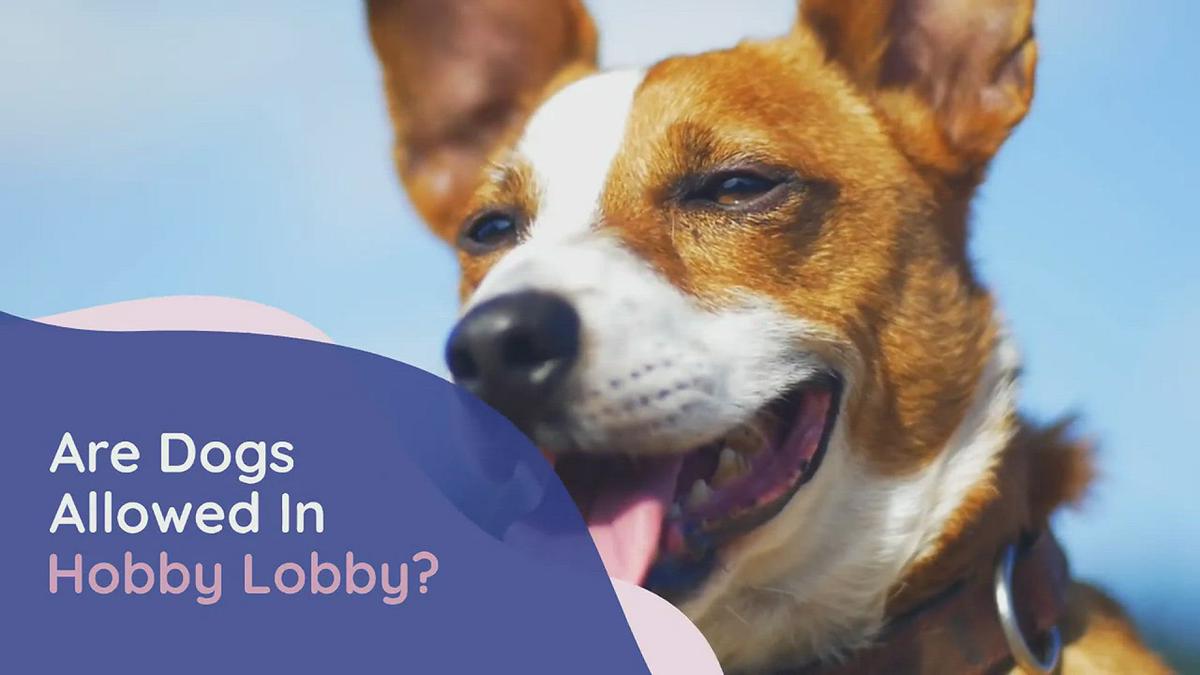 'Video thumbnail for Are Dogs Allowed in Hobby Lobby?'