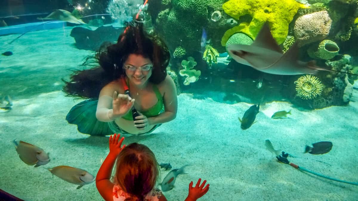 Mermaid shows at Silverton Casino aquarium.