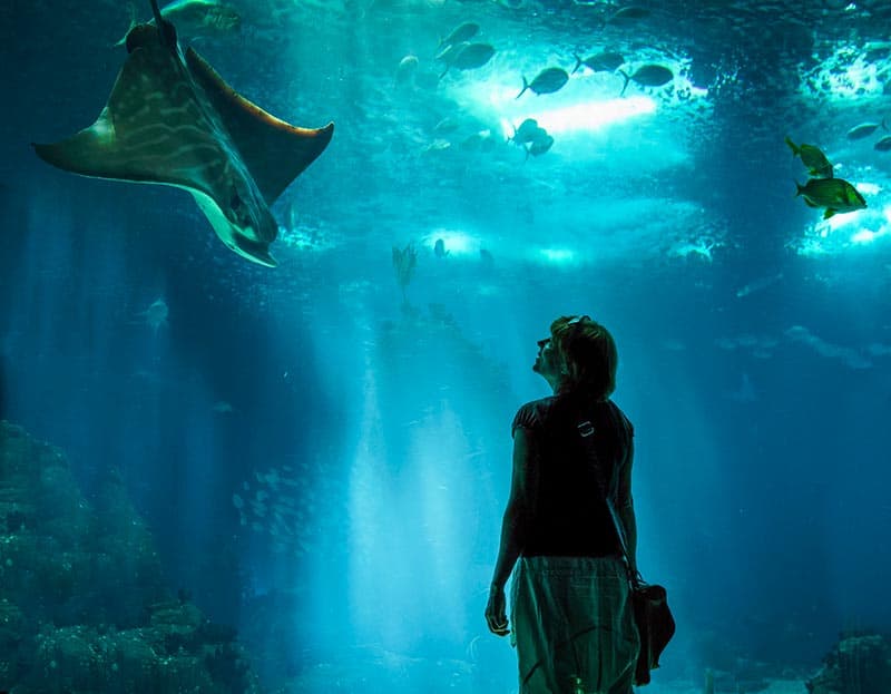 Best Aquariums in Las Vegas