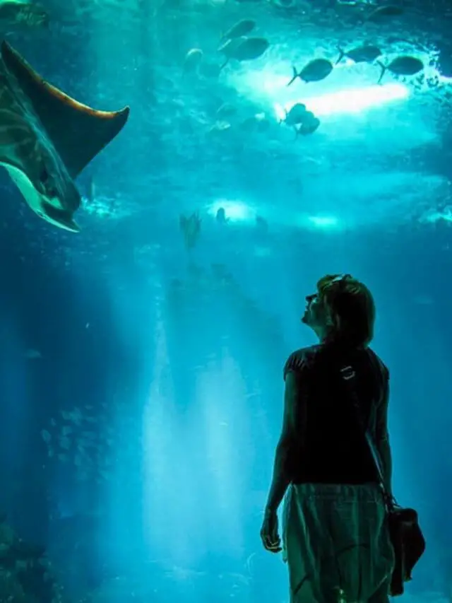 9 Best Aquariums in Las Vegas Story FeelingVegas