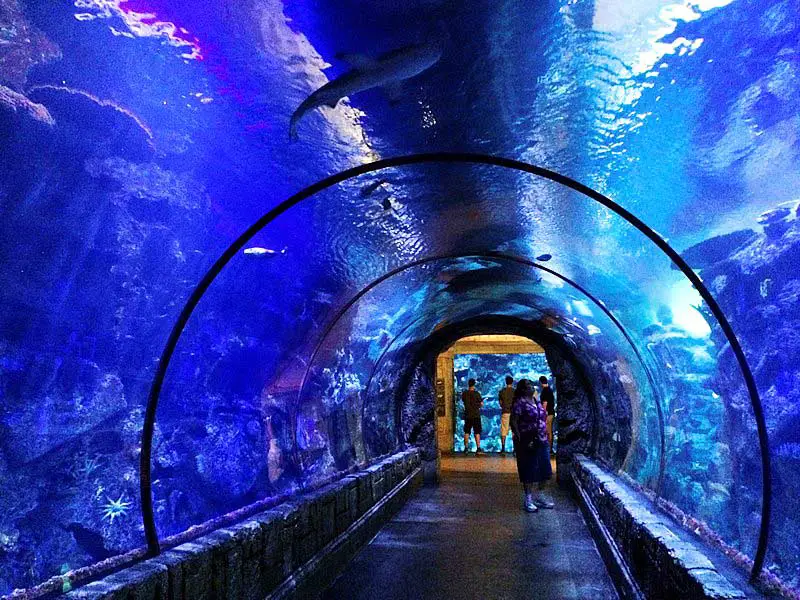 shark reef aquarium at mandalay bay