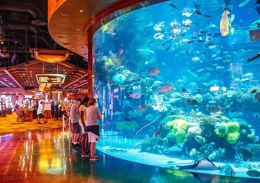 The Aquarium at the Silverton Hotel & Casino