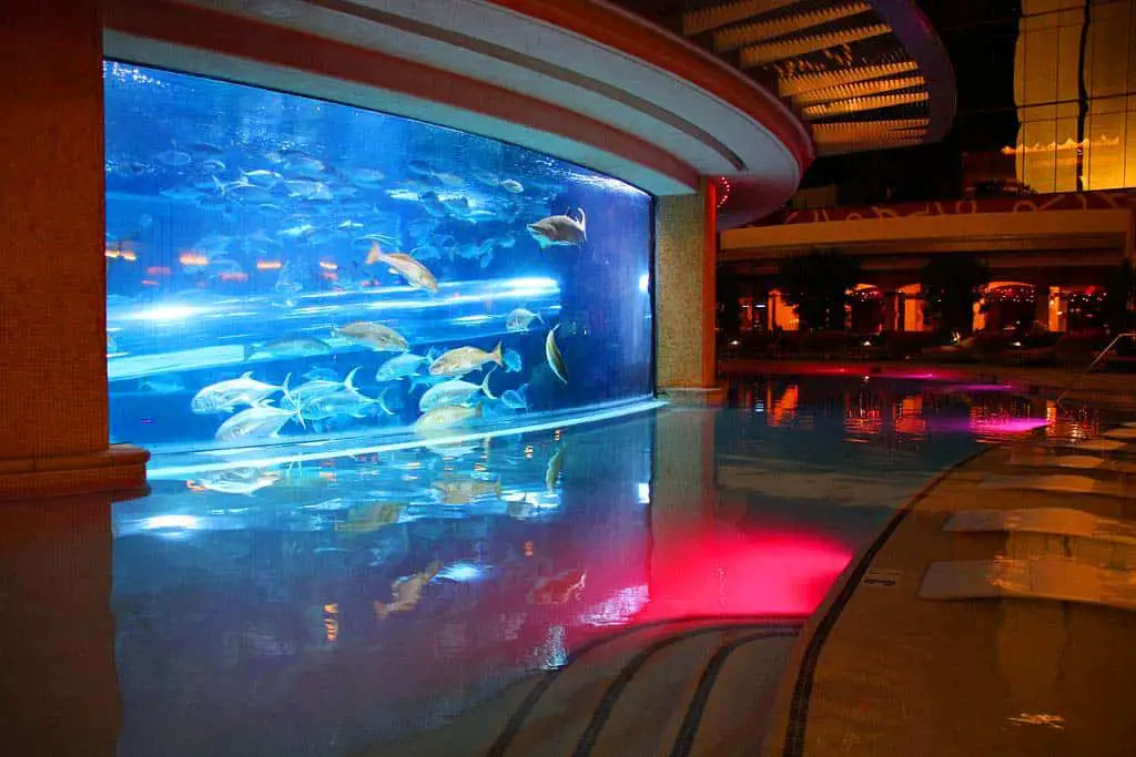 9 Best Aquariums in Las Vegas (Top Aquarium Guide) 7 the tank in the center of the swimming pool at the golden nugget casino