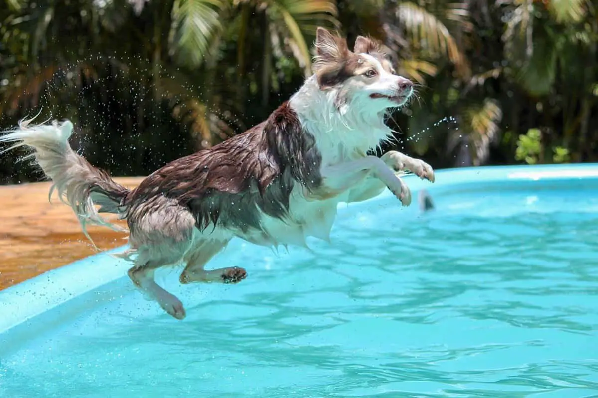The 5 Best Places To Take Your Dog Swimming in Vegas 2 How to Keep Your Dog Cool in the Las Vegas Heat