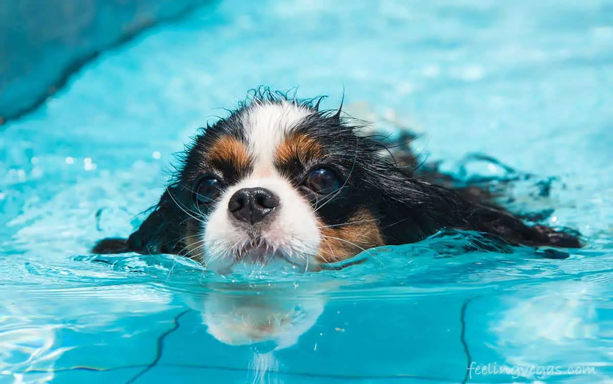 dog swimming in pool in Las Vegas