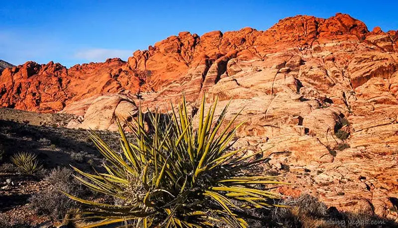 red rock canyon national conservation area