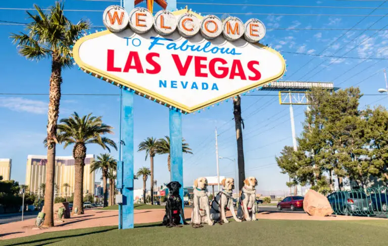 Walking Your Dog on The Las Vegas Strip (Dog-Friendly Vegas)