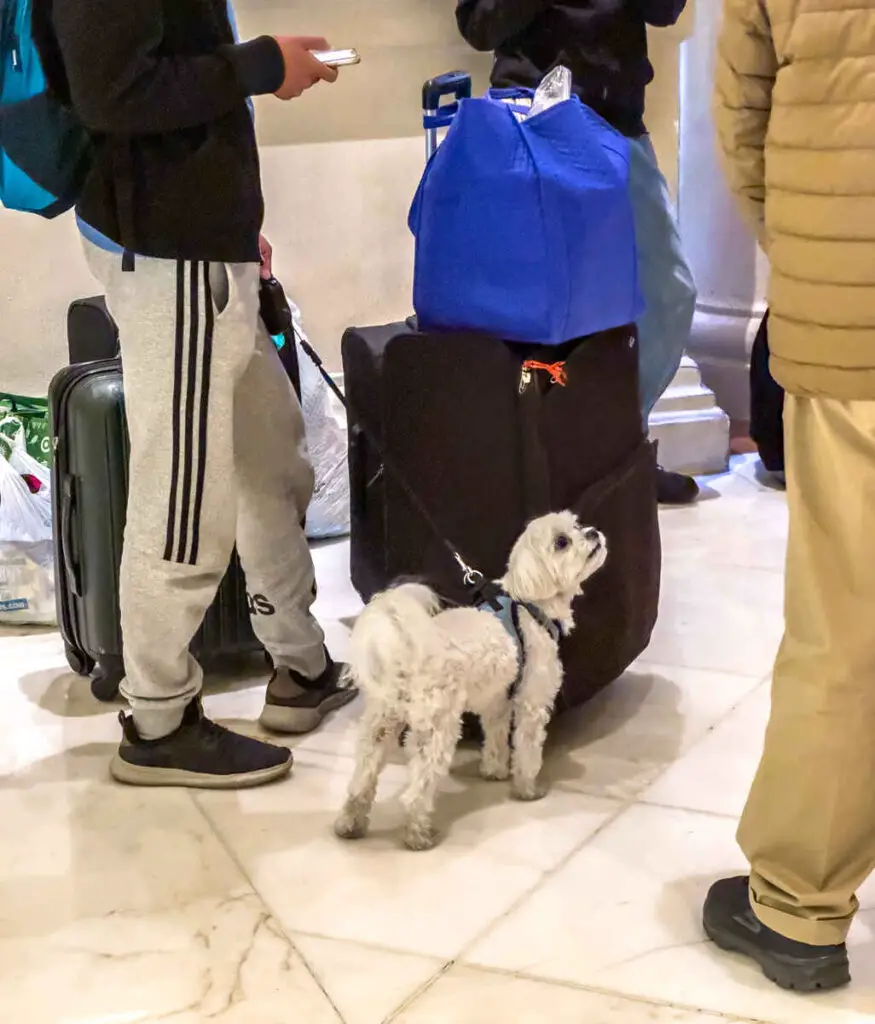 Are Dogs Allowed in Las Vegas Casinos? (Dog Friendly Las Vegas) 3 Dog-Friendly Las Vegas Hotels