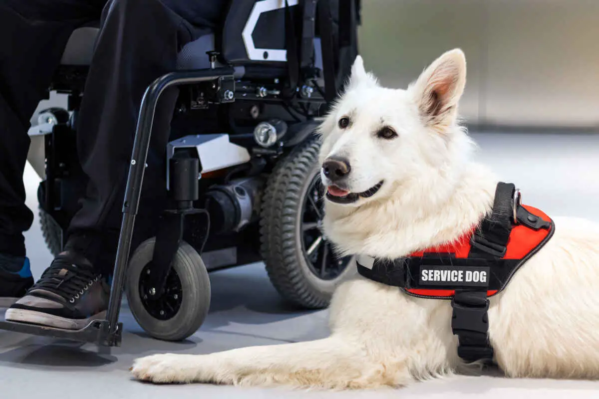 Service Dogs in Las Vegas Casinos 