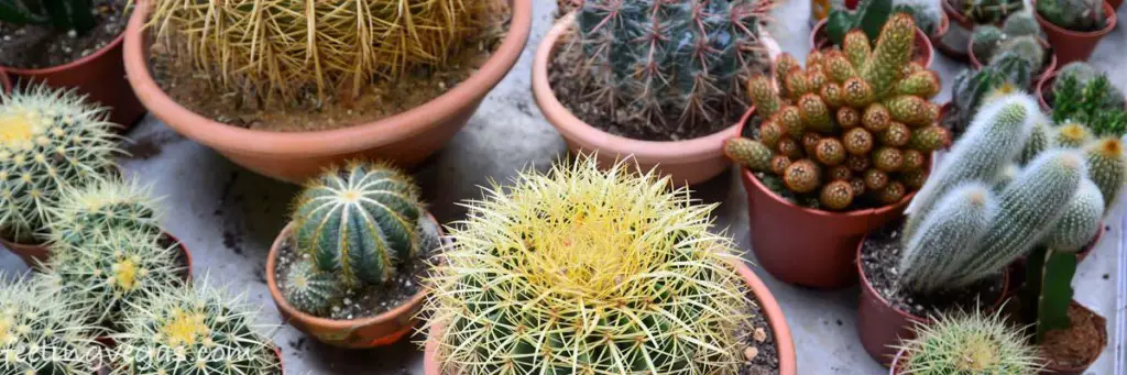 las vegas cactus souvenir