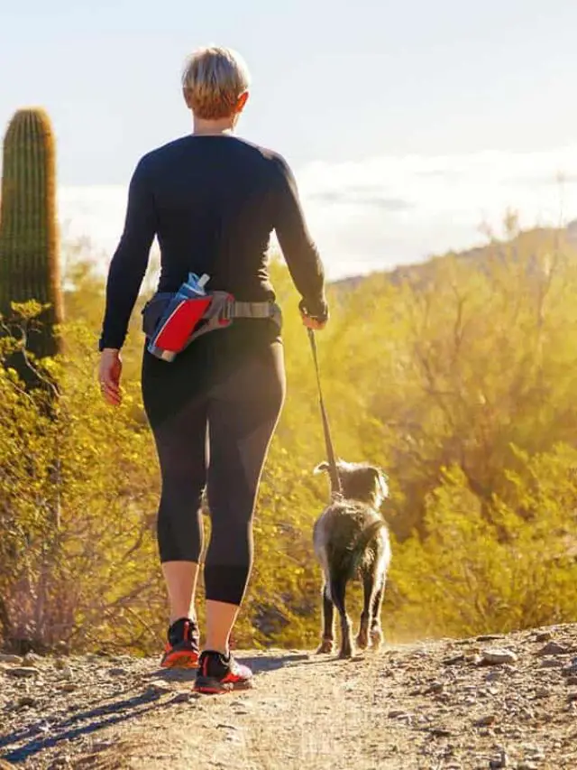 Can Dogs Get Fleas in Las Vegas? Flea Problems and Your Dog Story