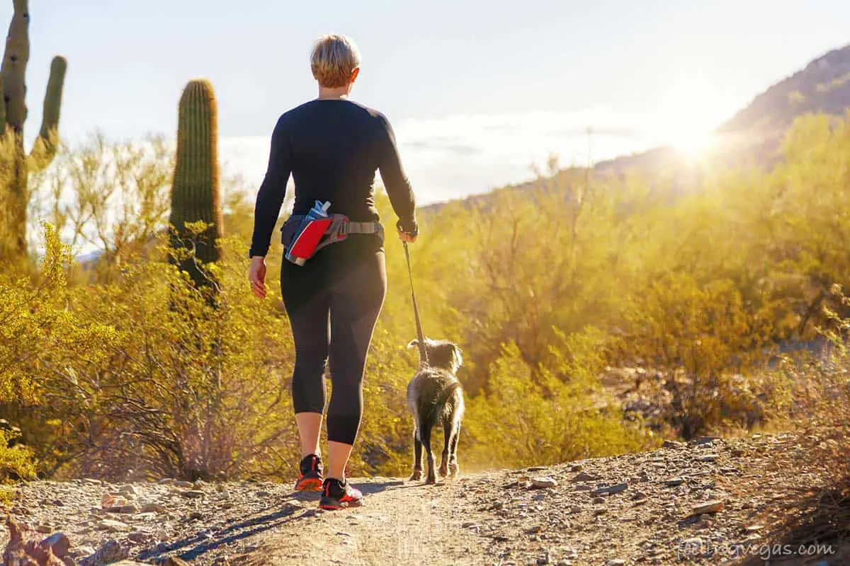 Can Dogs Get Fleas in Las Vegas? Walking a dog in the desert.