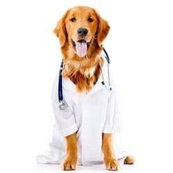 Can Dogs Get Fleas in Las Vegas? Flea Problems and Your Dog 3 How to Handle a Flea Infestation On Your Dog