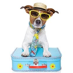 Are Dogs Allowed in Las Vegas Casinos? (Dog Friendly Las Vegas) 4 Rules Regarding Dogs at Hotels in Las Vegas