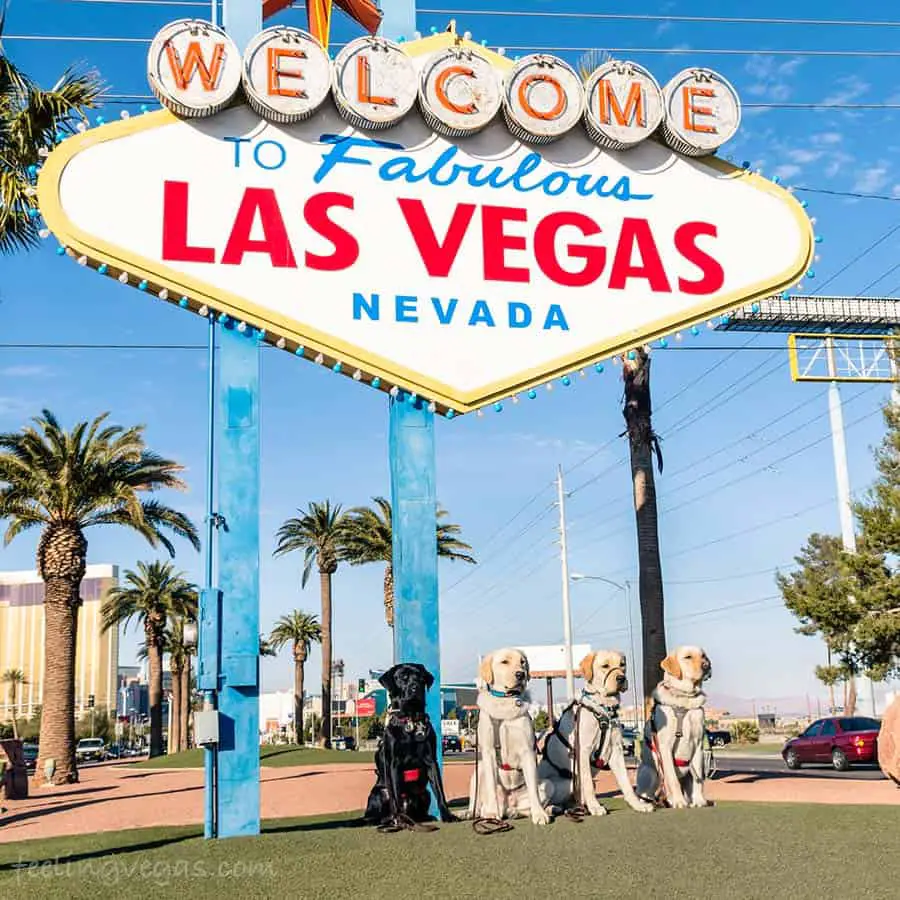 Las Vegas Dog Resources For Visitors & Locals