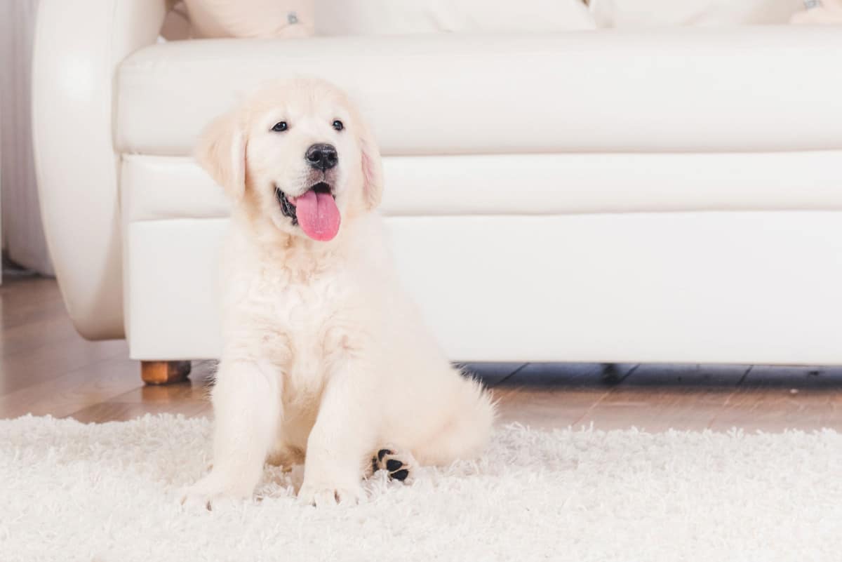 Can Dogs Get Fleas in Las Vegas? Flea Problems and Your Dog 2 Do Fleas Survive in Las Vegas