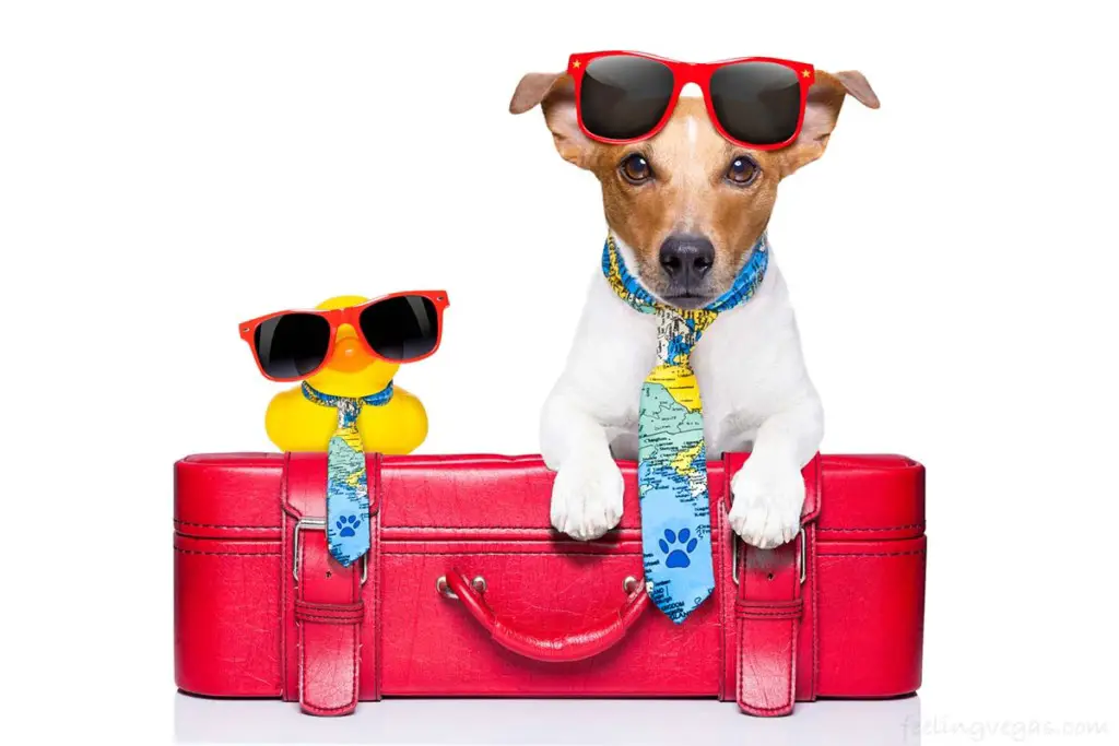 dog and suitcase
