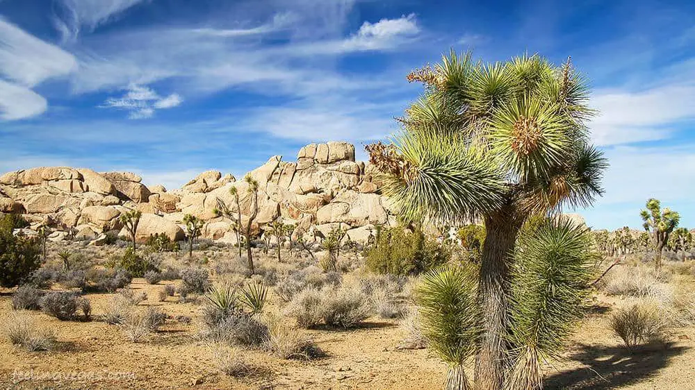 What Desert Is Las Vegas In? Map & Nearby Points of Interest 4 joshuatreenationalpark