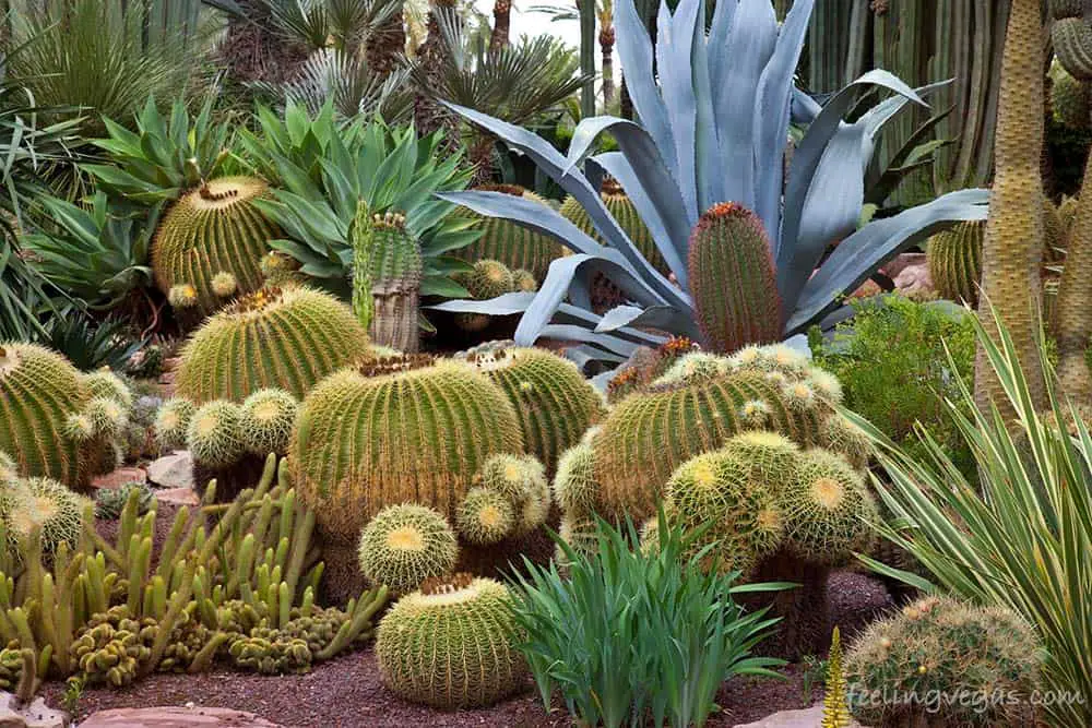 Cactus garden in Las Vegas