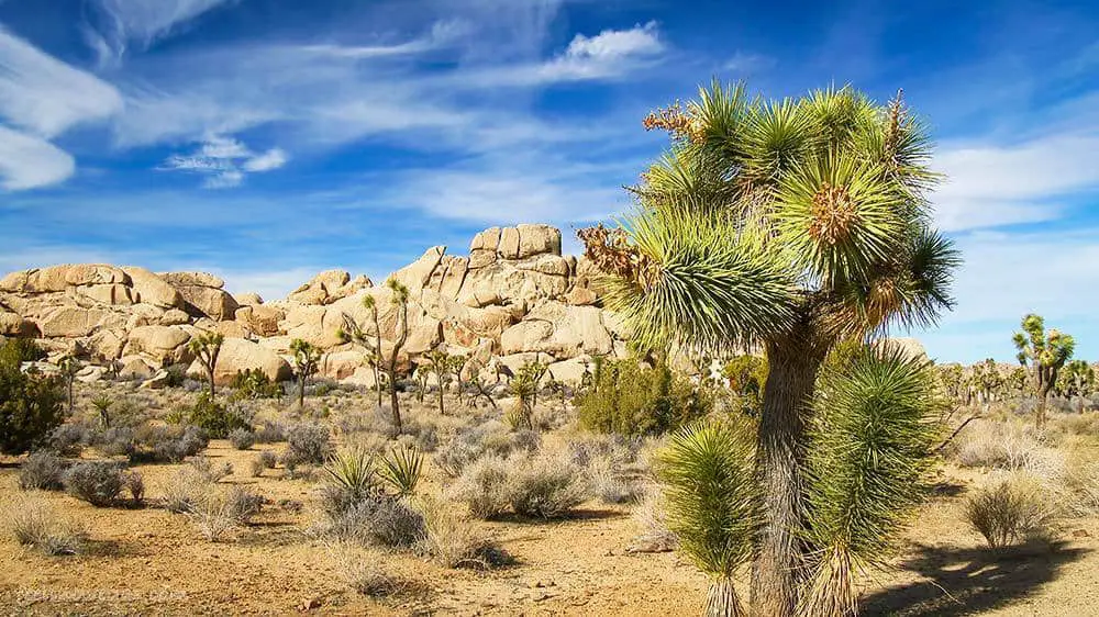 Joshua Tree National Park landscape