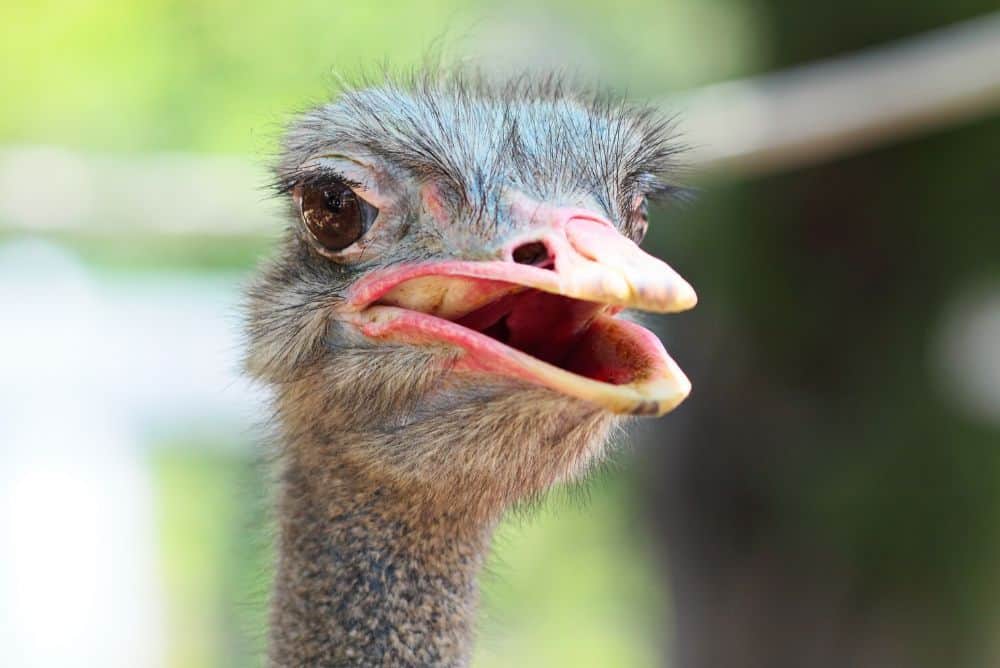 Route 66: Seligman to Kingman to Las Vegas - Things to Do On the Way 6 Joshua Tree Ostrich Ranch and Guest House