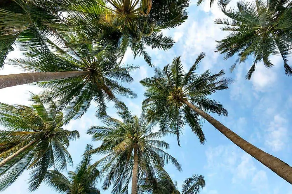 21 Shockingly Fun Facts About Las Vegas You Didn't Know 18 Palm trees against blue sky