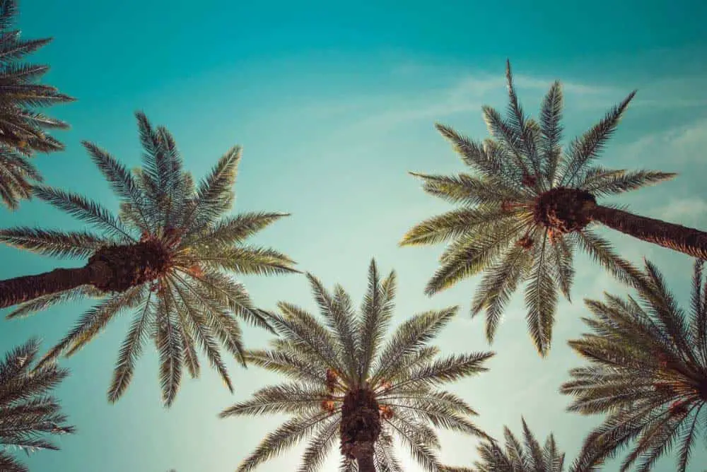 Palm Springs vs. Las Vegas Vacation: Which Is Better? 2 Palm Springs or Las Vegas looking up at palm trees