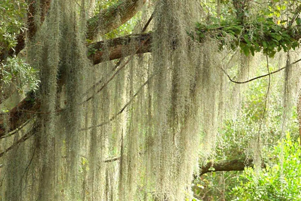 Spanish moss hanging from tree in New Orleans