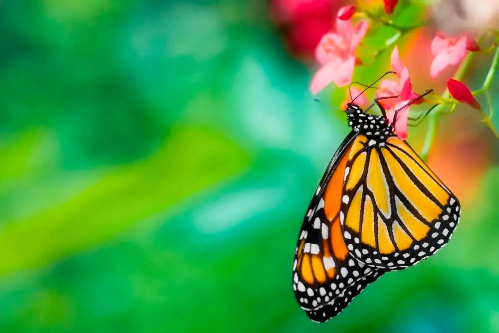 Butterfly habitat at Springs Preserve