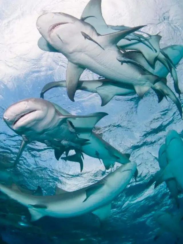 Does Shark Reef Have Locals Discount or Military Discount Story