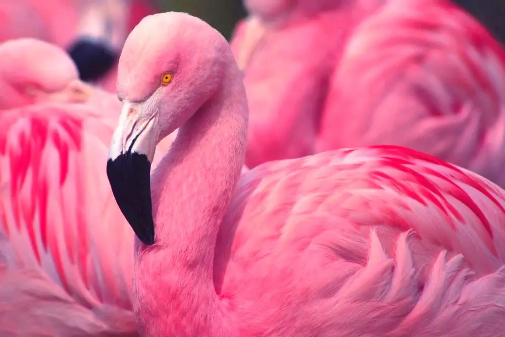 Flamingo habitat in Las Vegas