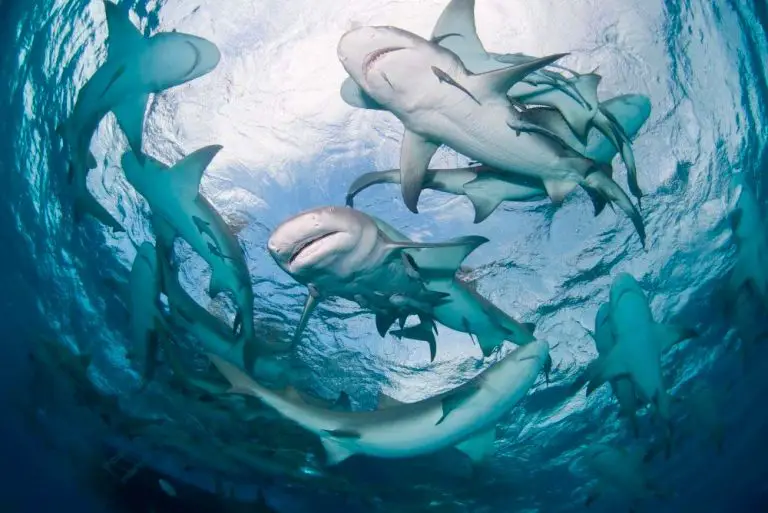 Best Animal Habitats & Zoos in Las Vegas (Wild Vegas!) FeelingVegas