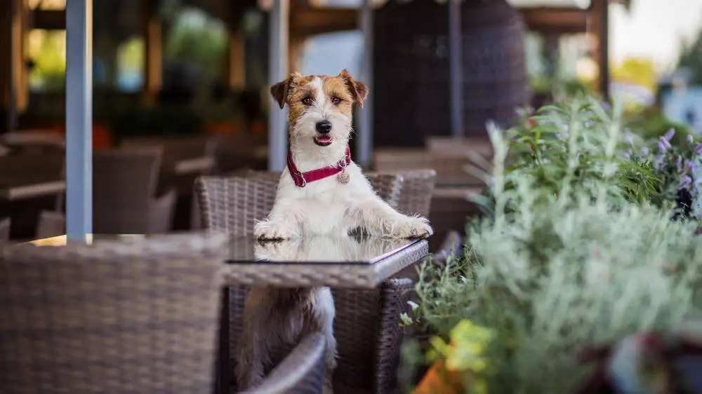 Las Vegas has quite a few pet-friendly restaurants and cafés.