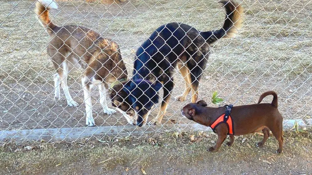 Fencing at Cactus Wren dog park keeps the little dogs safe.