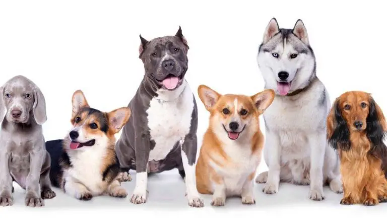 Best Boarding & Dog Daycare Near The Las Vegas Strip (Top 9)