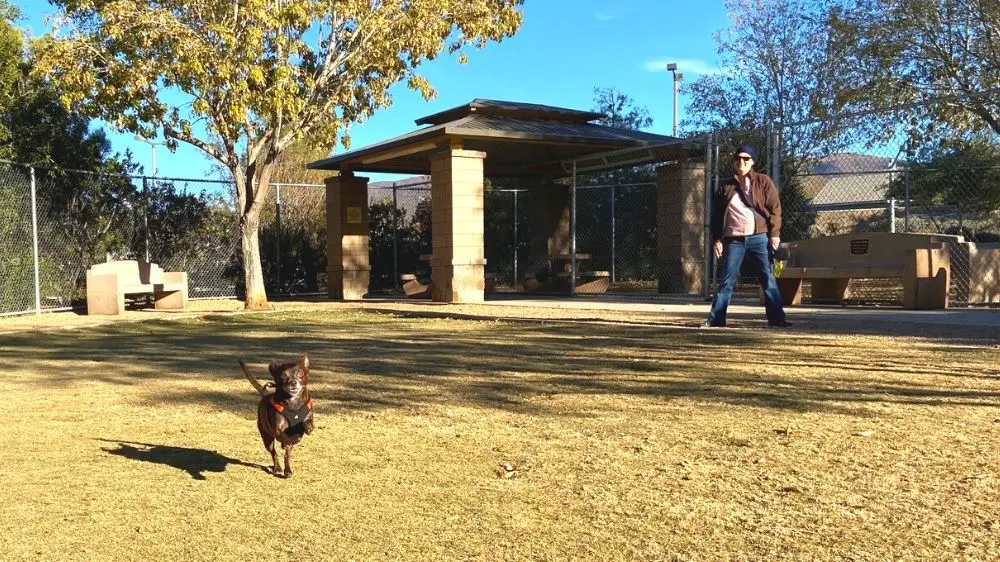 Little dog running at Esselmont Dog Park.