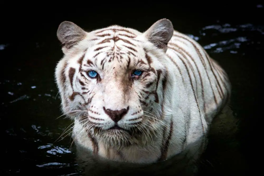 Las Vegas's famous white tigers.