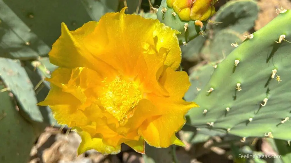 Yellow cactus bloom at the Ethel M Botanical Cactus Garden.