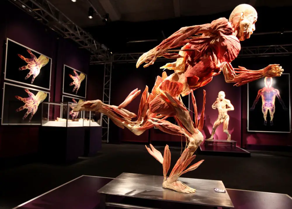 24 Best Museums in Las Vegas (Cool, Fun & Weird!) 3 Bodies The Exhibition at Luxor Las Vegas.