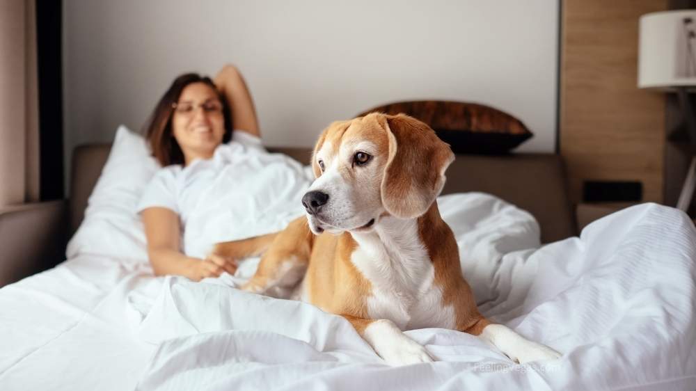 Dog-friendly hotel rooms at Bellagio Las Vegas.