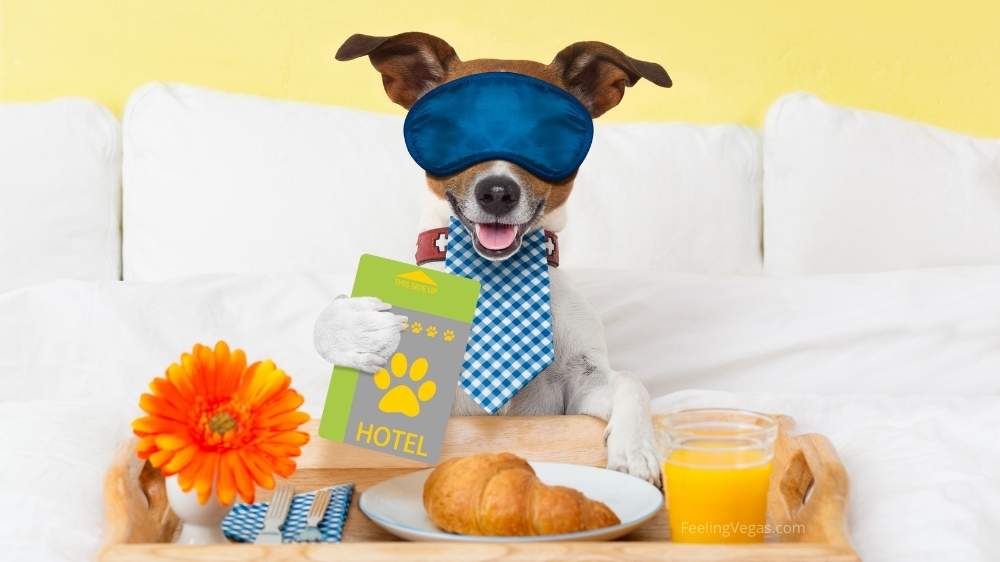 Is Bellagio Las Vegas Pet Friendly? (What You Need to Know) 1 Is Bellagio Las Vegas Pet Friendly? (What You Need to Know)