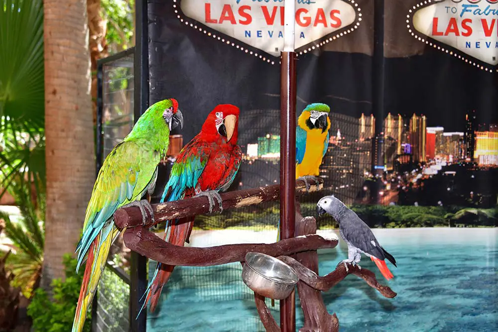 Colorful parrots on the Strip add to Las Vegas's ninth island tropical vibe.