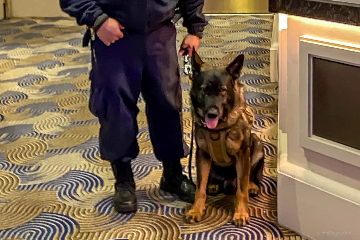 Are Pets Allowed at The Venetian Las Vegas (Pet-Friendly?) 2 Security dog: does the venetian allow pets