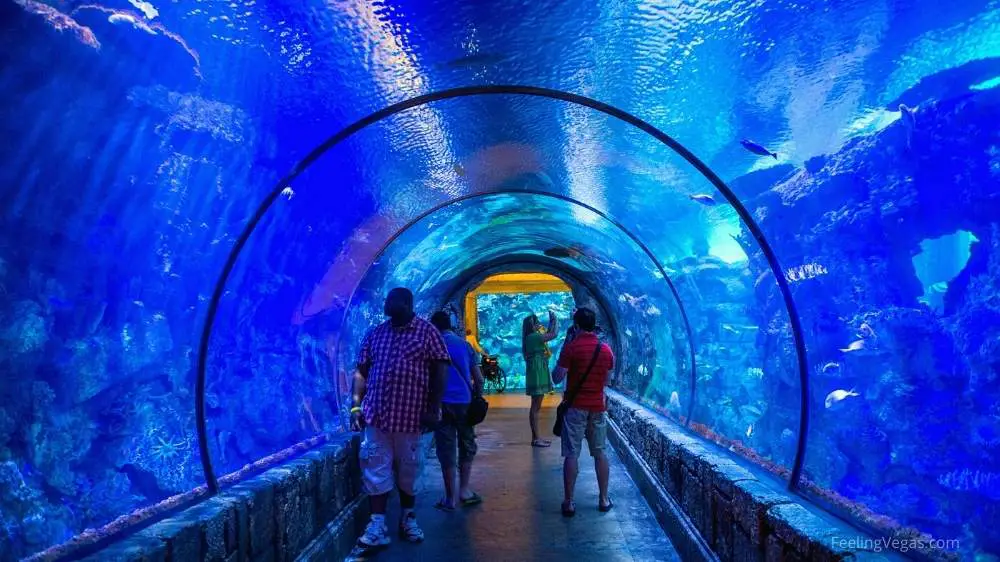 Not To Miss on The Las Vegas Strip (11 Essential Experiences) 13 You won't want to miss Sharks Reef in Las Vegas