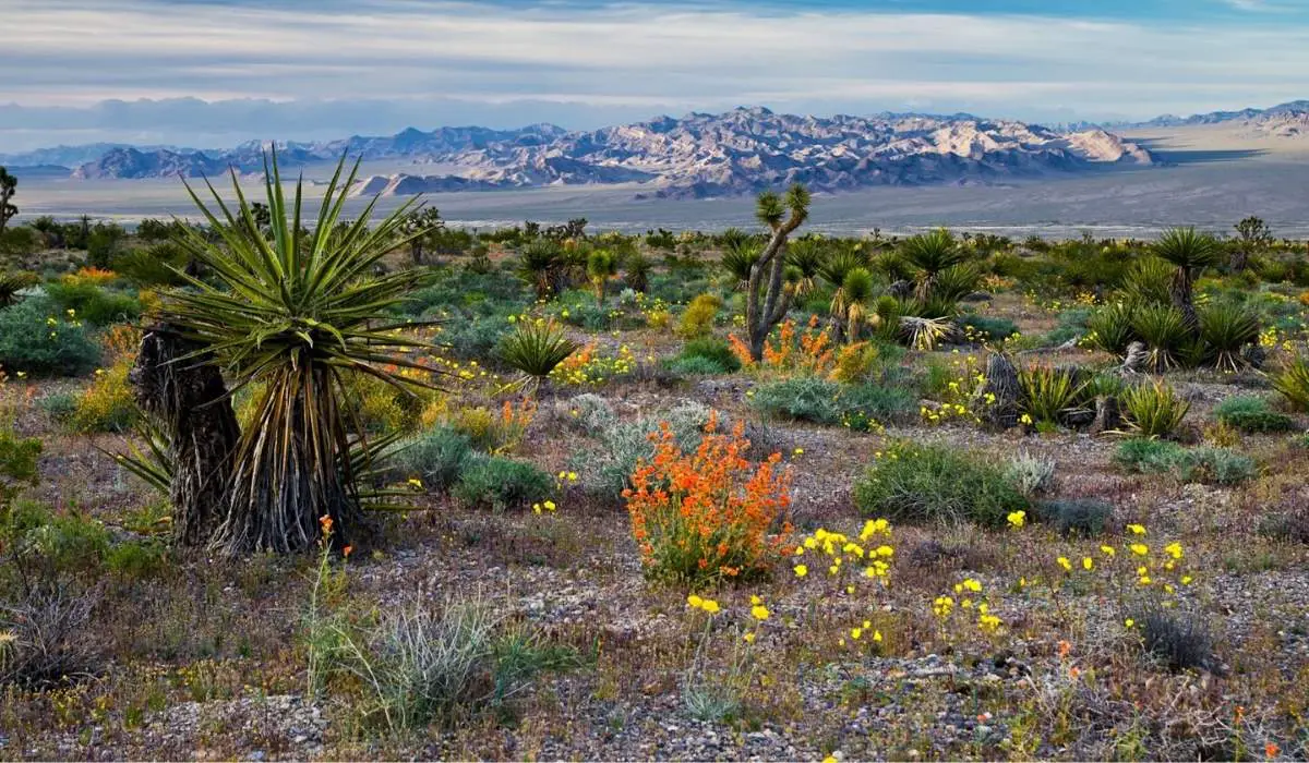What Planting Zone Is Las Vegas (Explained) 4 Desert Gardening Pests Could Be a Problem in Las Vegas