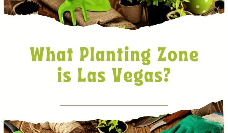 What Planting Zone Is Las Vegas  (Explained)