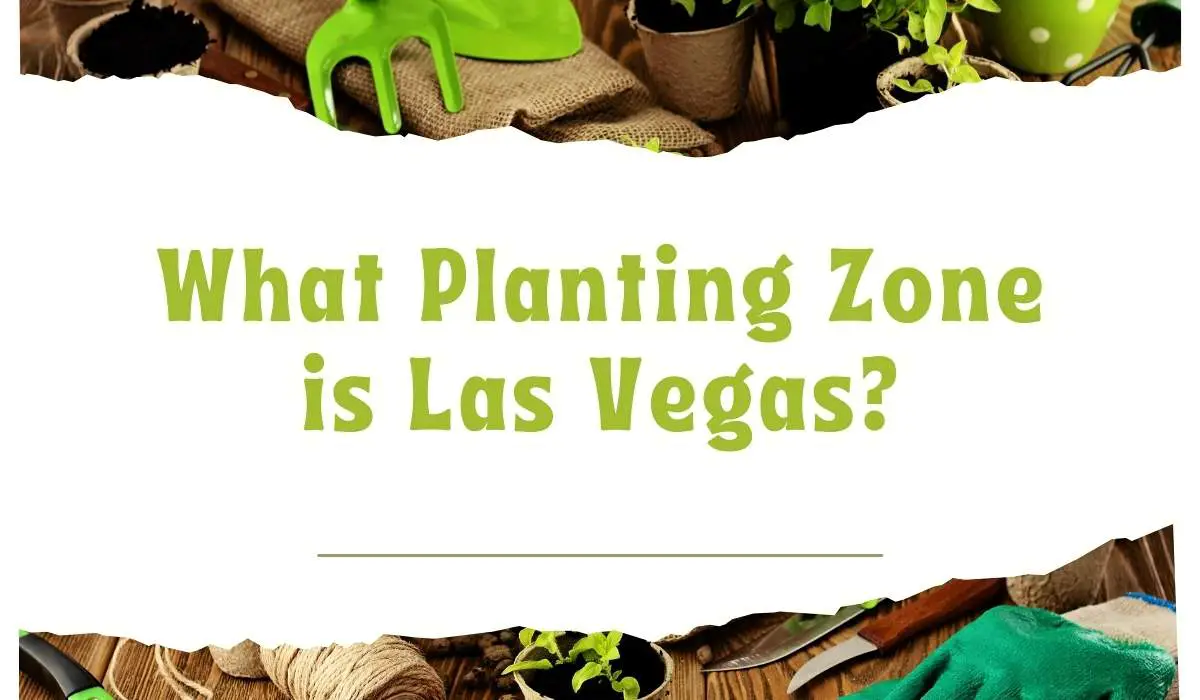 What Planting Zone is Las Vegas