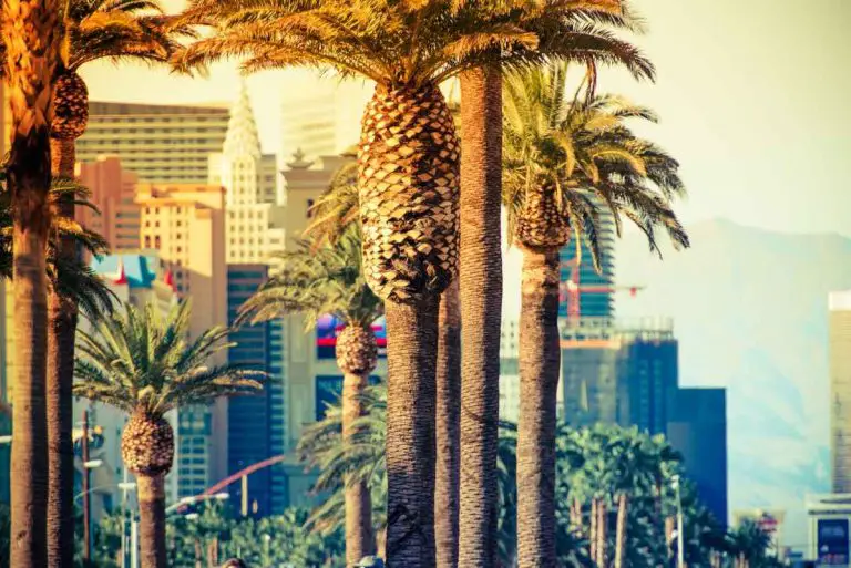 Why Does Las Vegas Have So Many Palm Trees? (Answered) FeelingVegas